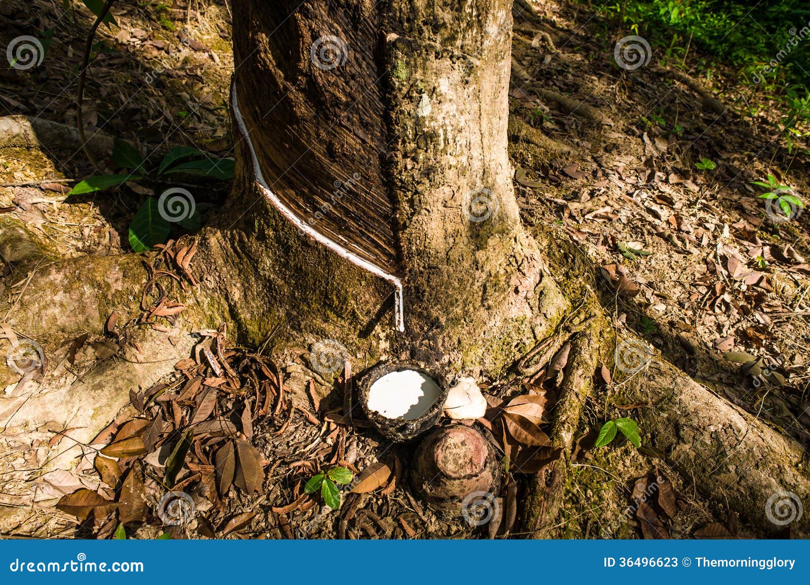 Rubber Tree at Sunrise in Mist Stock Image Image of tree, morning