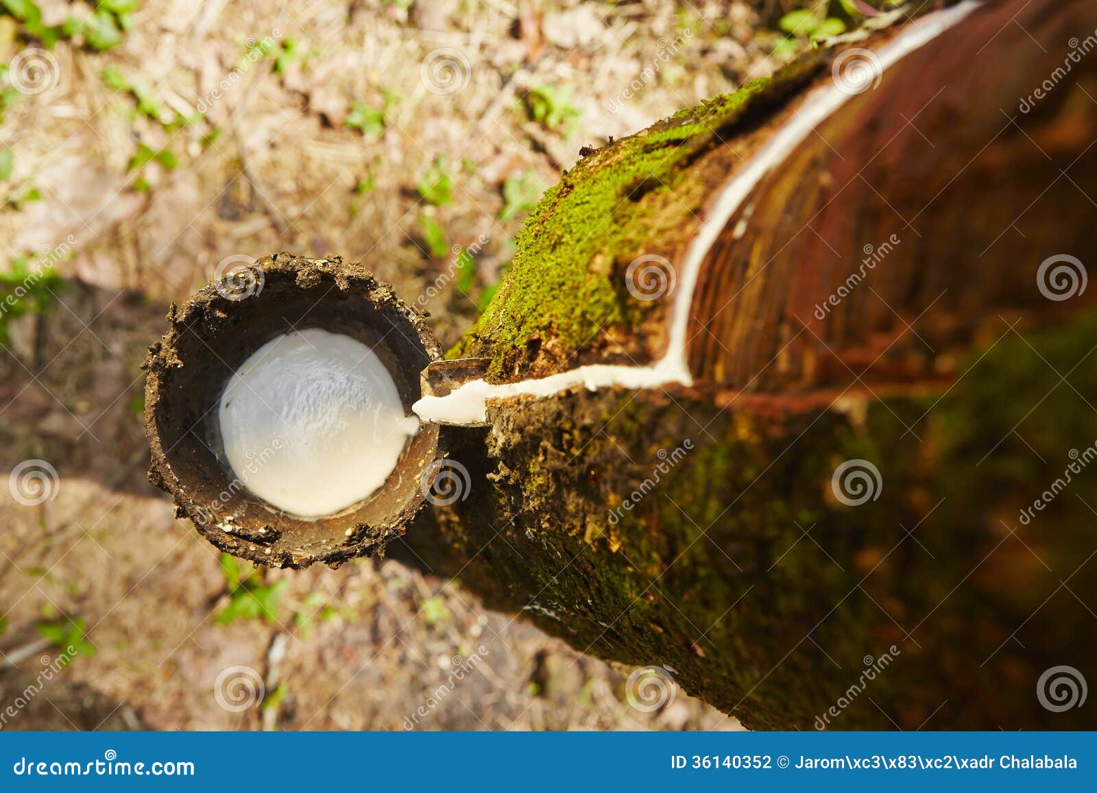 rubber tree