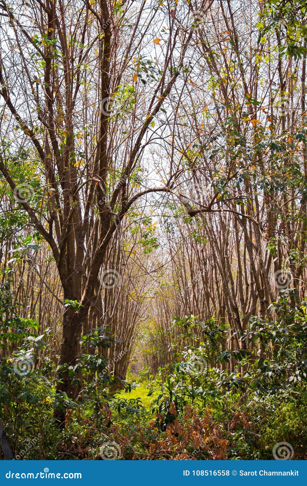 Rubber Trees are Deciduous in the Rubber Plantations. Stock Photo