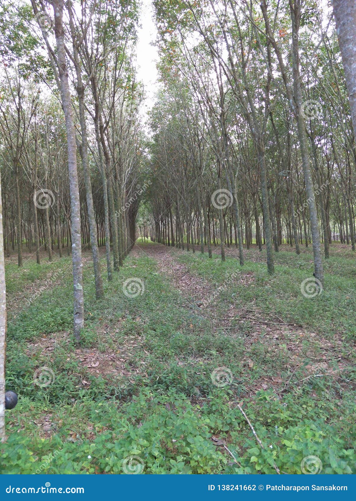 Rubber trees in the garden stock photo. Image of forest 138241662