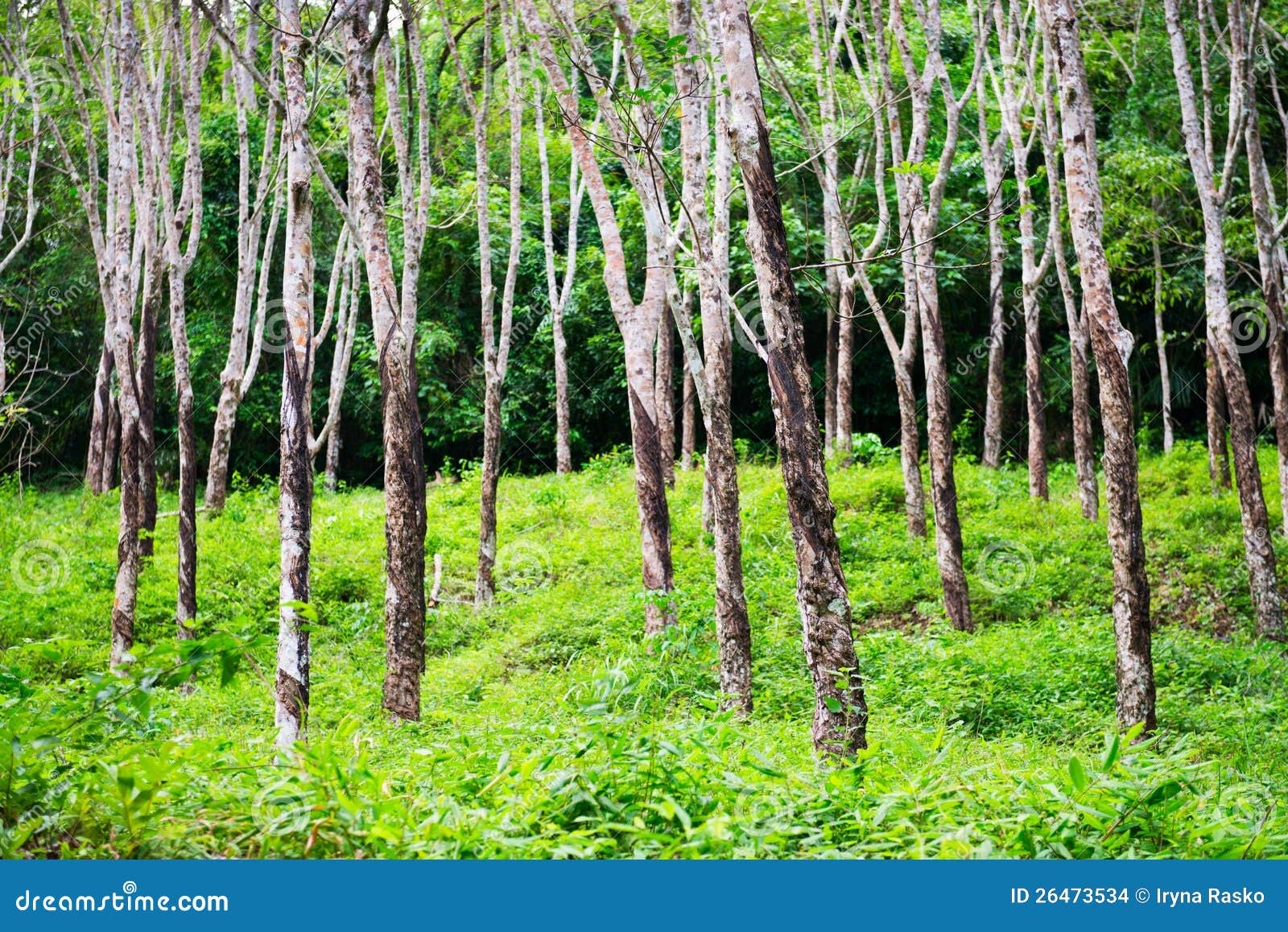 Rubber Trees Hevea Forest at Thailand Stock Photo Image of industry