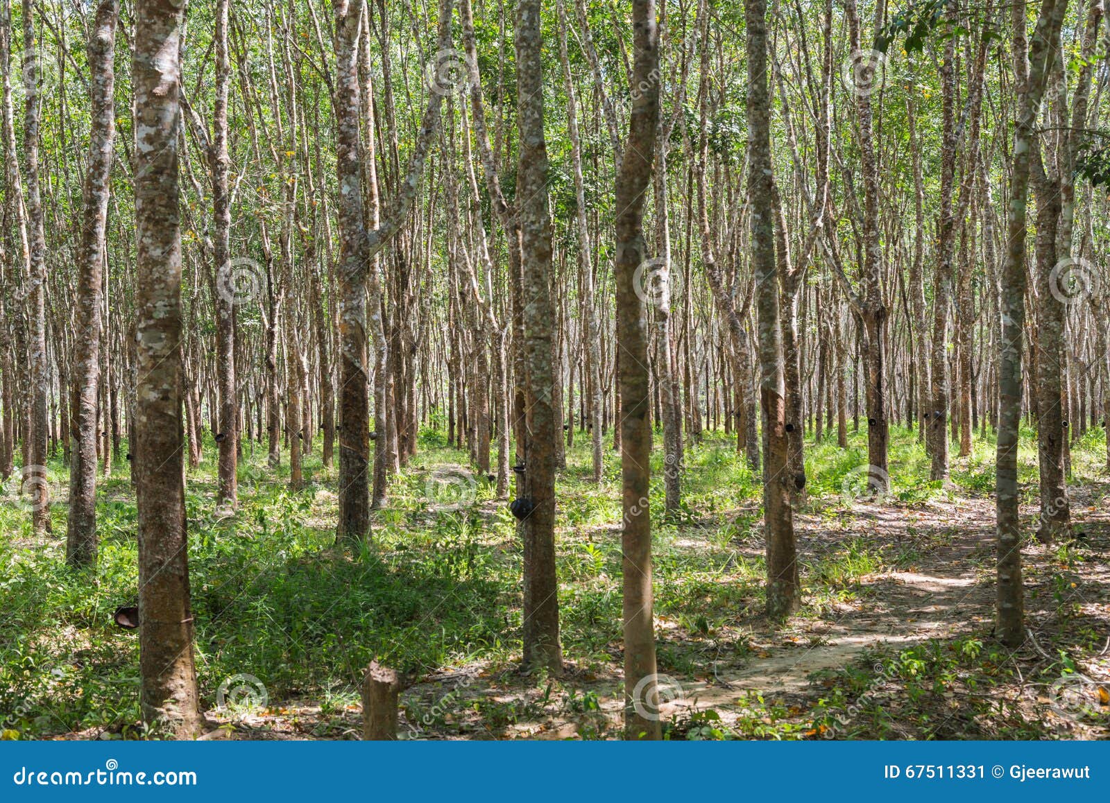 Rubber Trees in the Row for Rubber Tree Farm in Thailand Stock Image