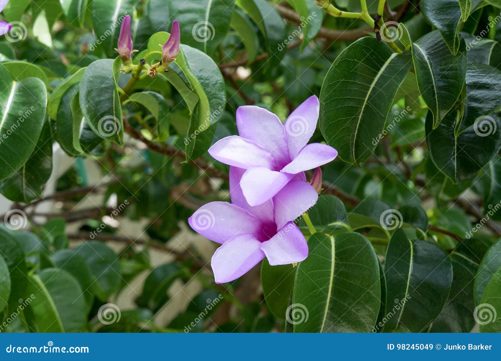 Cryptostegia grandiflora hi-res stock photography and images - Alamy