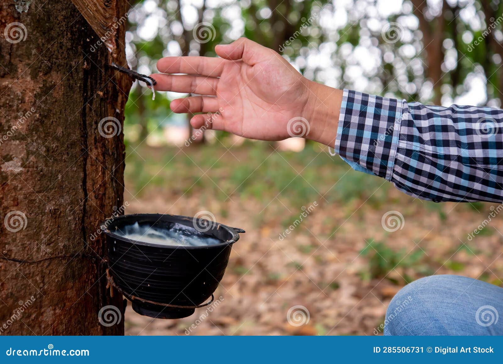 Rubber Worker Skillfully Collects Rubber Liquid from the Rubber Tree