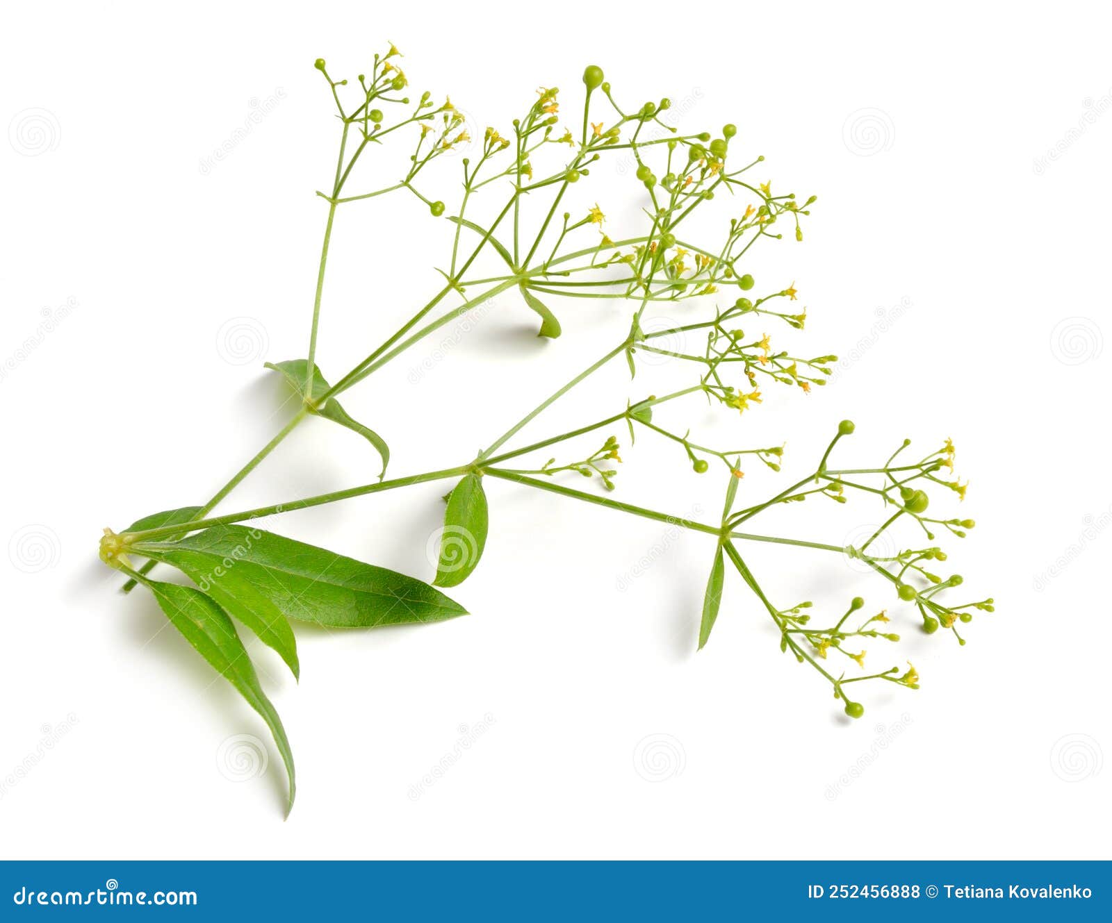 rubia tinctorum, the rose madder or common madder or dyer`s madder.  on white background