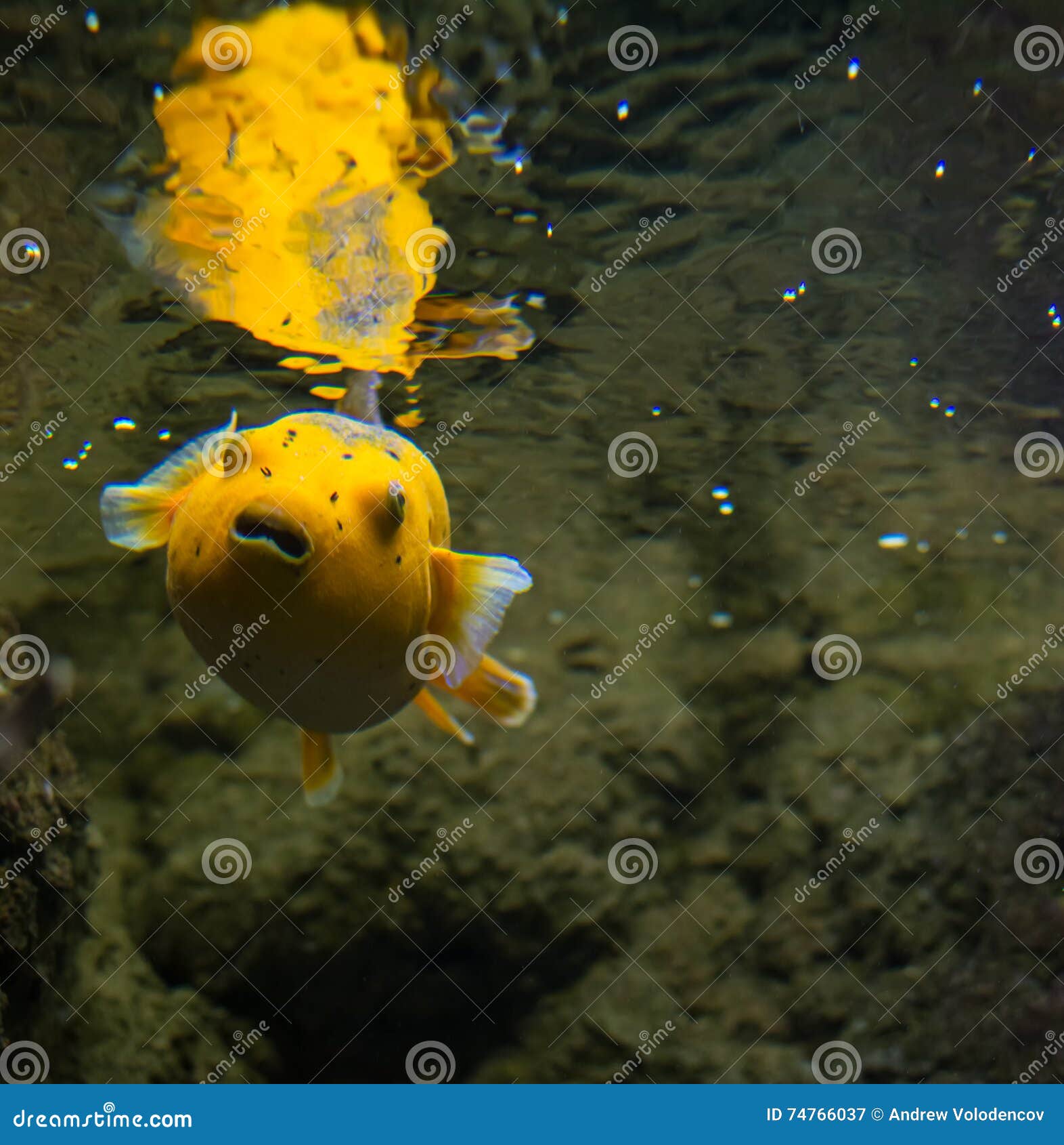 почему рыба желтеет
