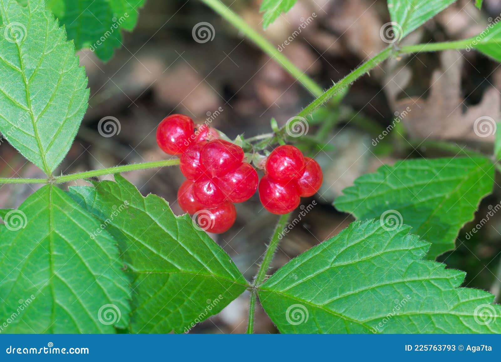 rubus saxatilis, stone bramble berries closeup selective focus