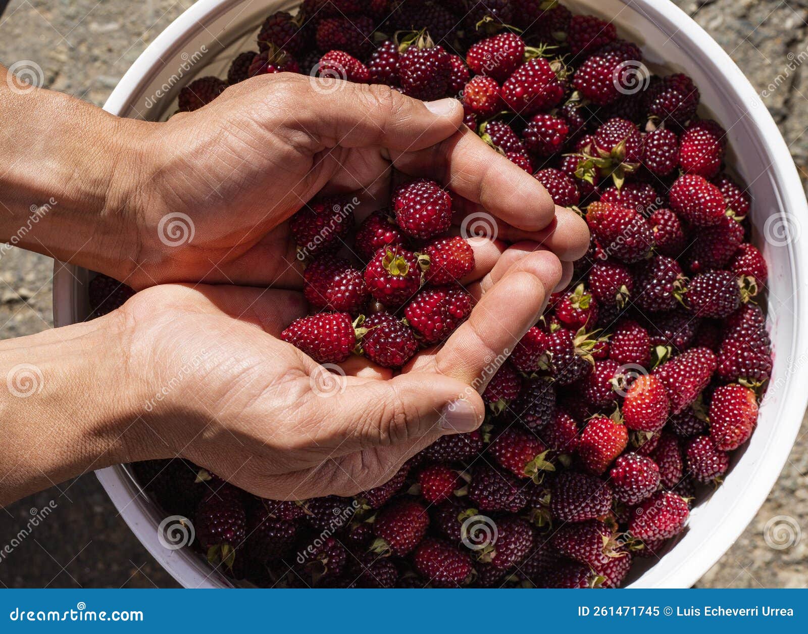 rubus ulmifolius - colombian blackberry in farmer`s hands