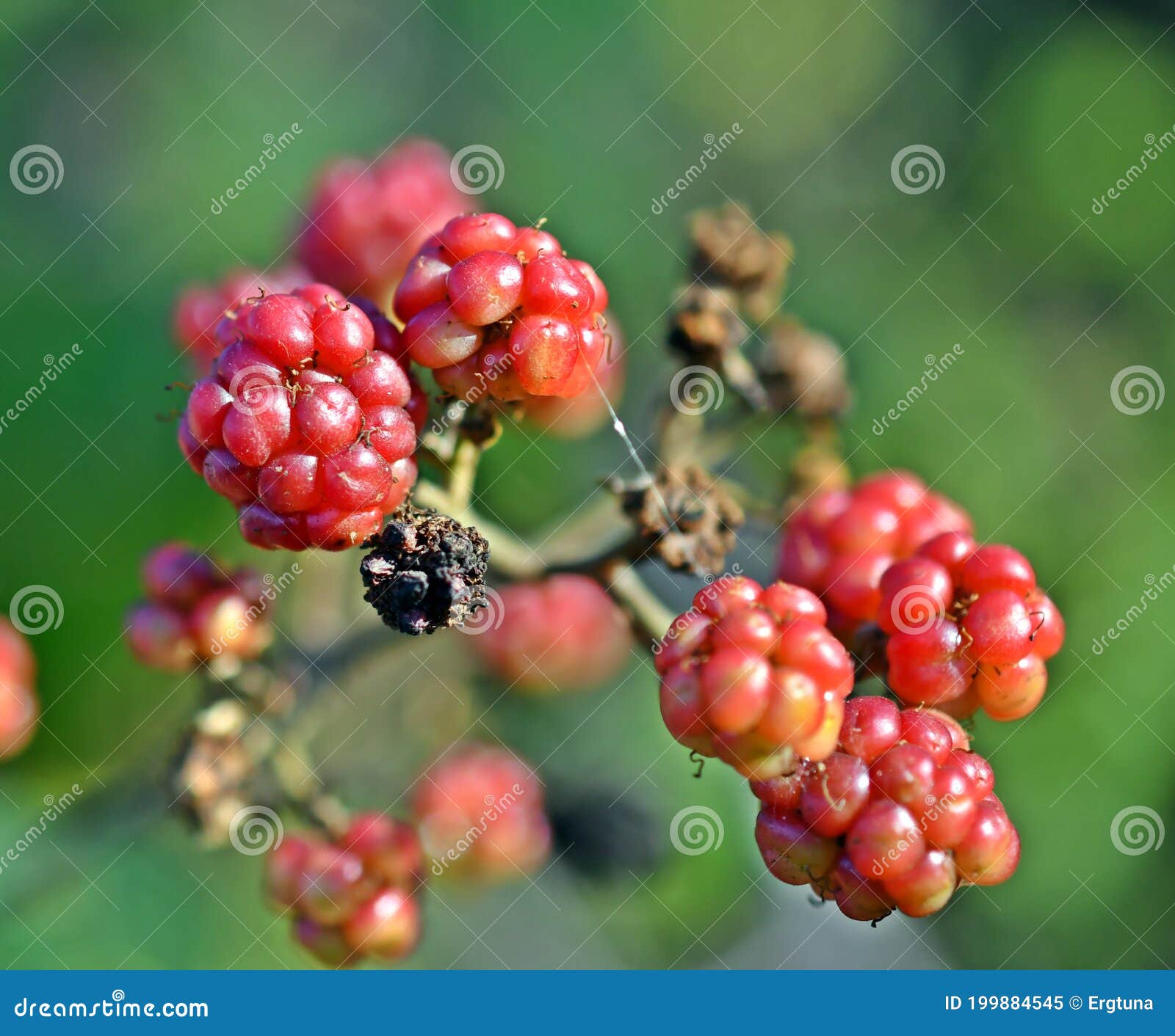 rubus ulmifolius, wild blackberry