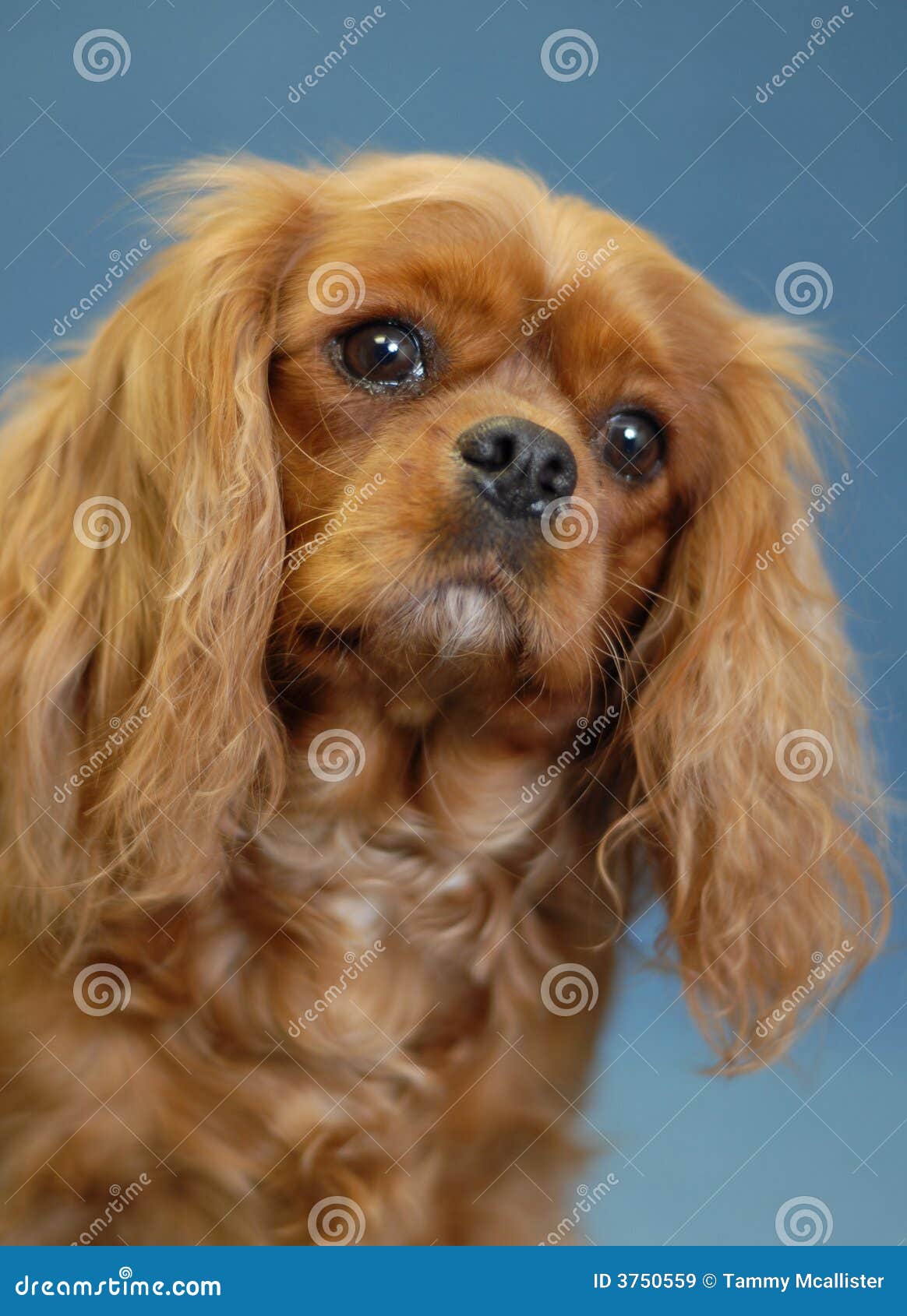 495 Ruby Cavalier King Charles Spaniel Stock Photos - Free & Royalty-Free  Stock Photos From Dreamstime