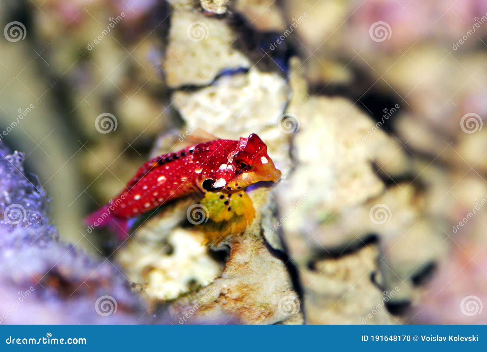 ruby red dragonet - synchiropus sycorax