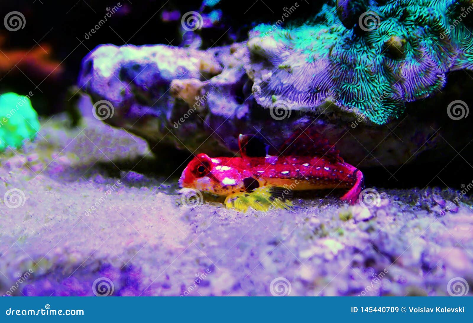 ruby red dragonet - synchiropus sycorax