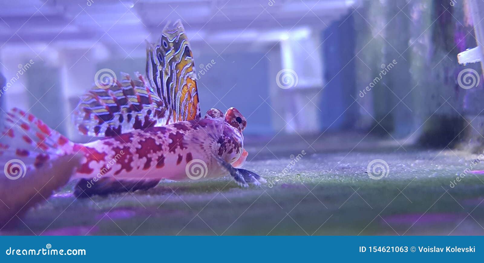 ruby red dragonet - synchiropus sycorax