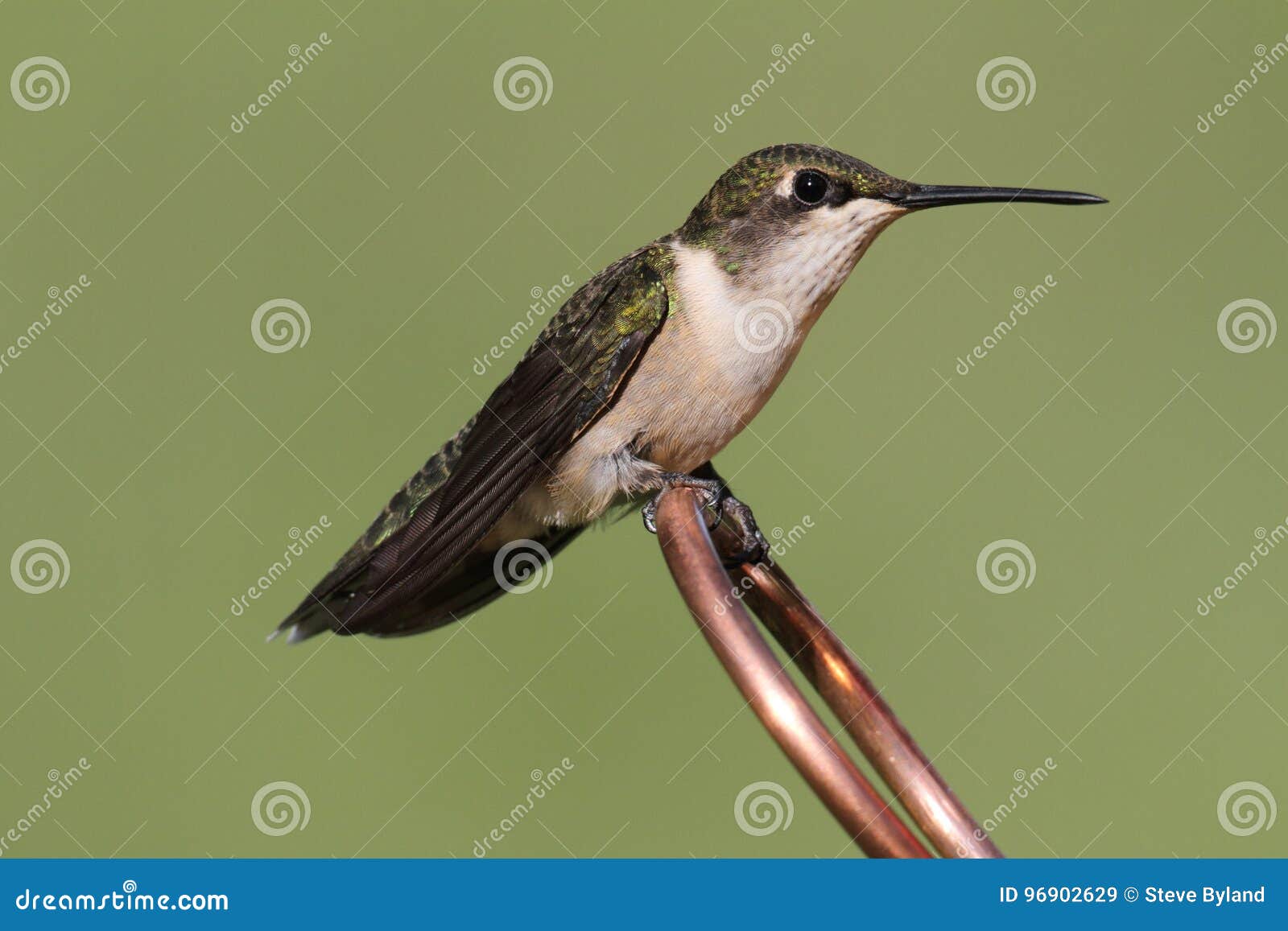 Juvenile Ruby-throated Hummingbird archilochus colubris on a copper perch with a green background