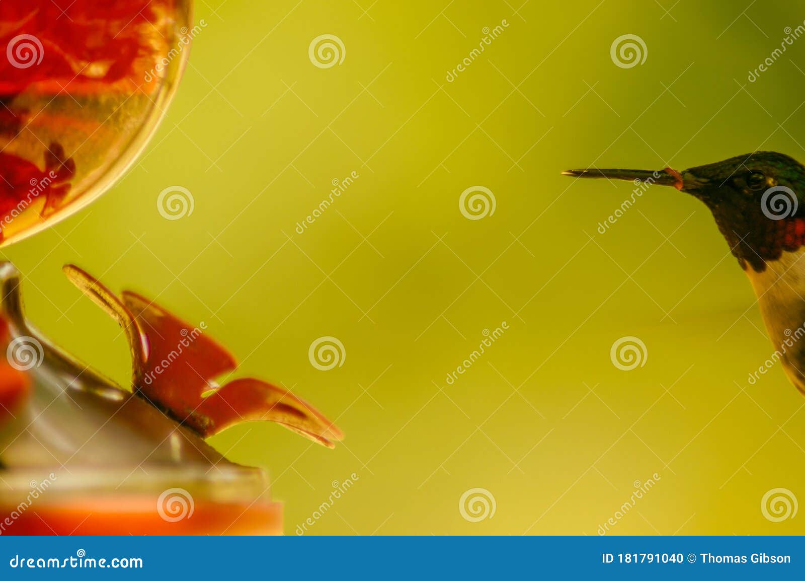ruby-throated hummingbird feeding