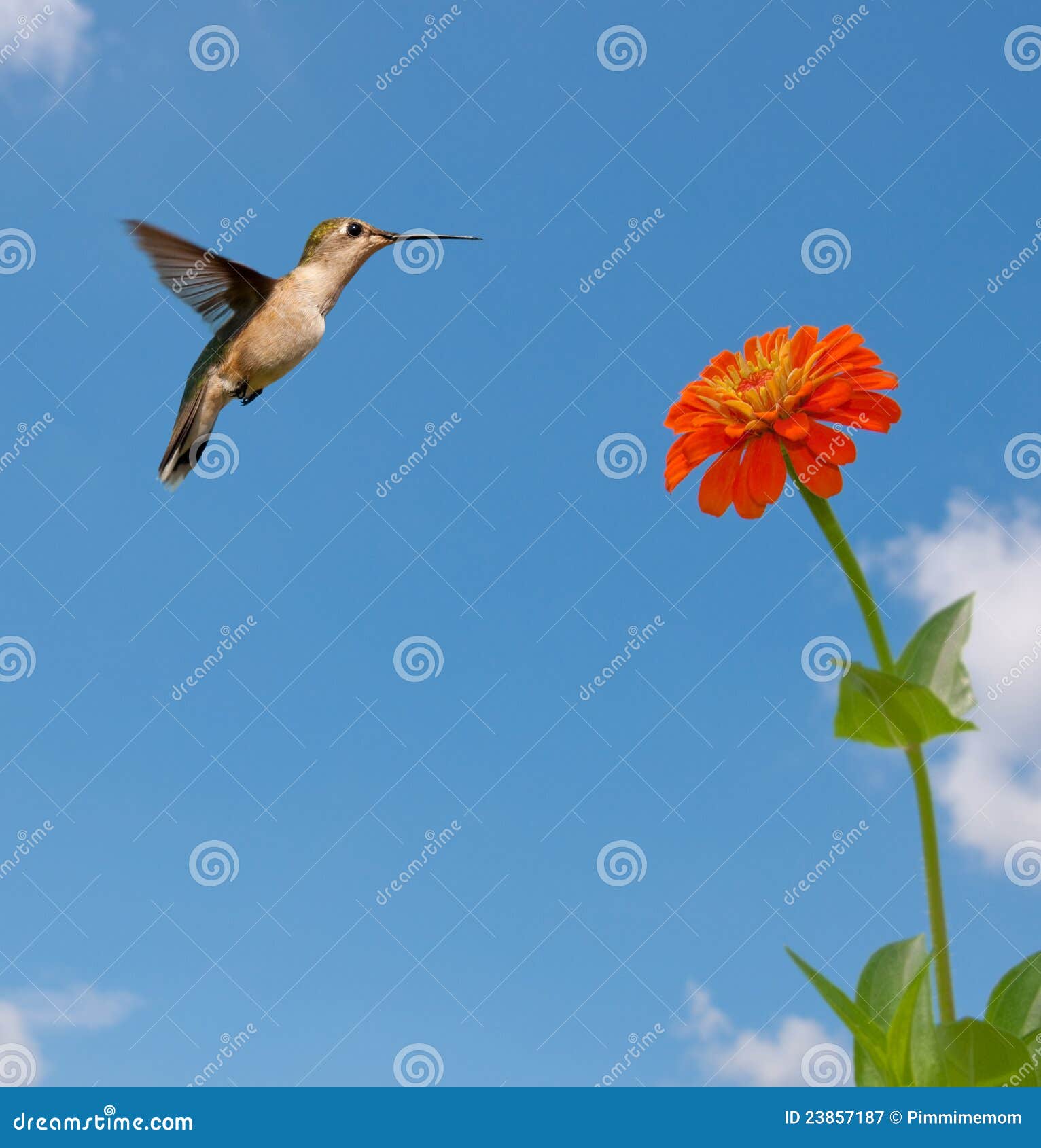 Rubythroated Hummingbird Feeding on Zinnia Stock Image Image of ruby, zinnia 23857187