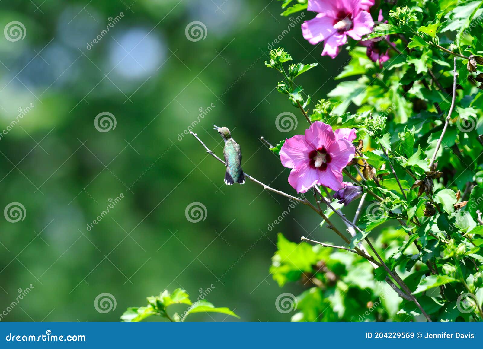 ruby-throated hummingbird perched on rose of sharon bush next to hibiscus flower
