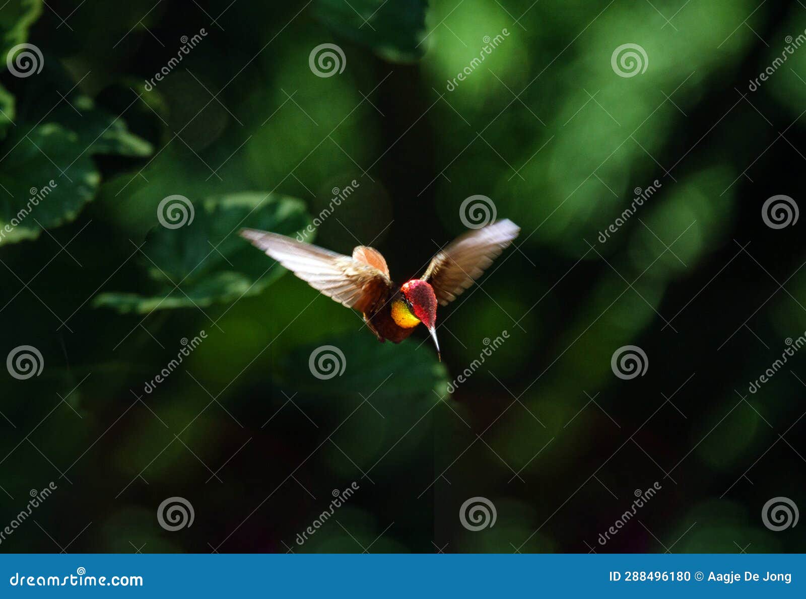 male ruby topaz hummingbird in flight at adventure farm on tobago