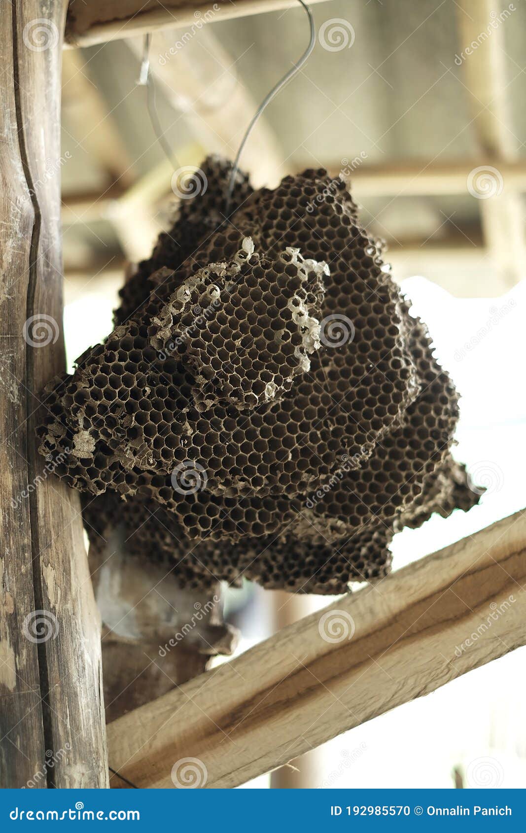 Ruches D'abeilles à Nid D'abeille Photo stock - Image du bois, nature:  192985570