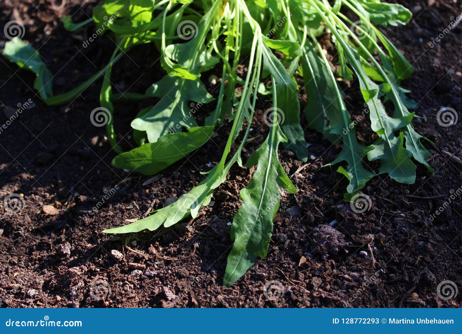 Rucola im Garten stockbild. Bild von betrieb, gesundheit 128772293