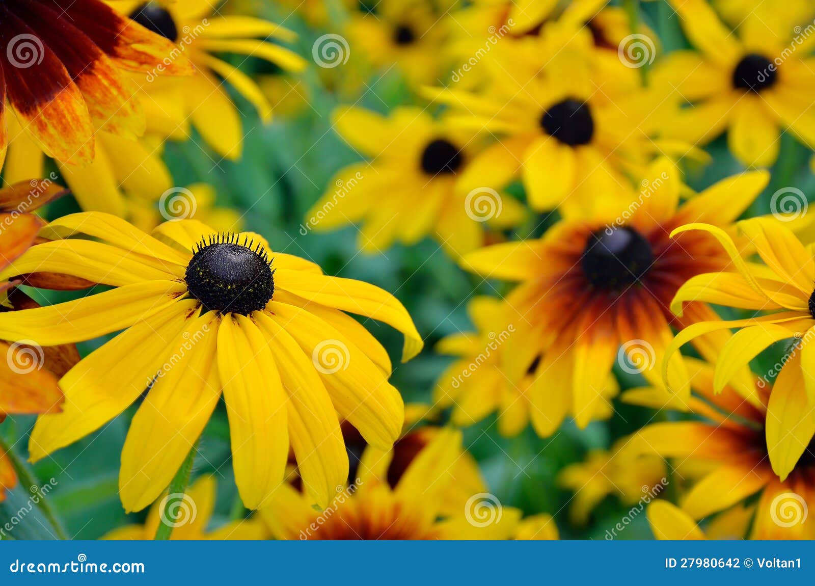 Rudbeckia flowers stock photo. Image of fragile, blossoming 27980642