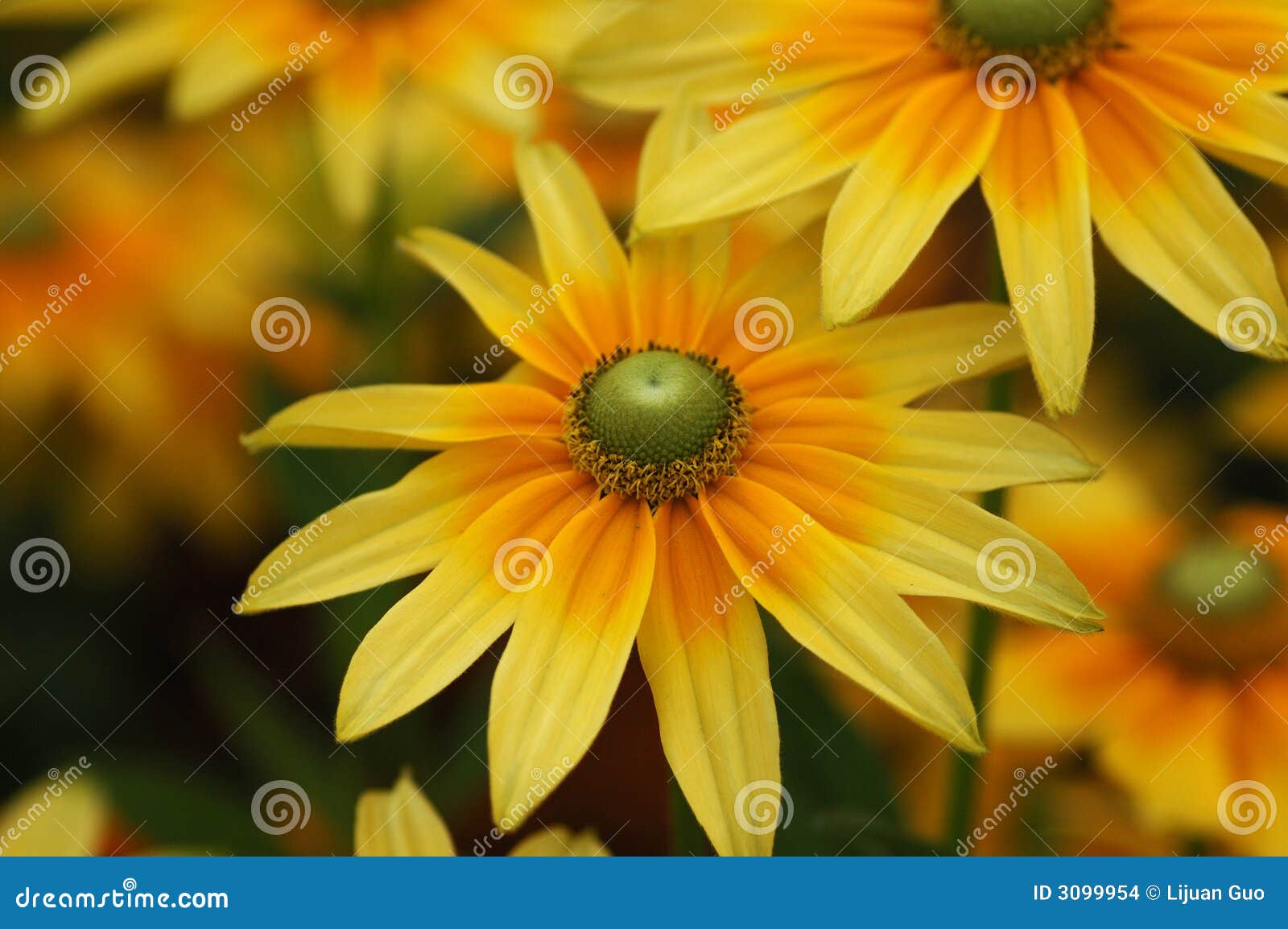 rudbeckia flowers