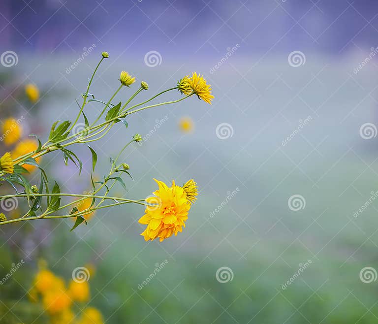 Rudbeckia GoldballAnlage Laciniata Oder Heller Gelber Rudbeckia Oder