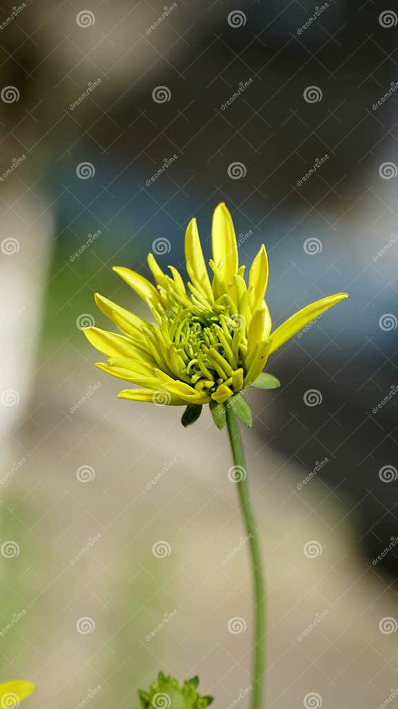 Rudbeckia Laciniata, Goldball Gartenblume, Perennial, Mit