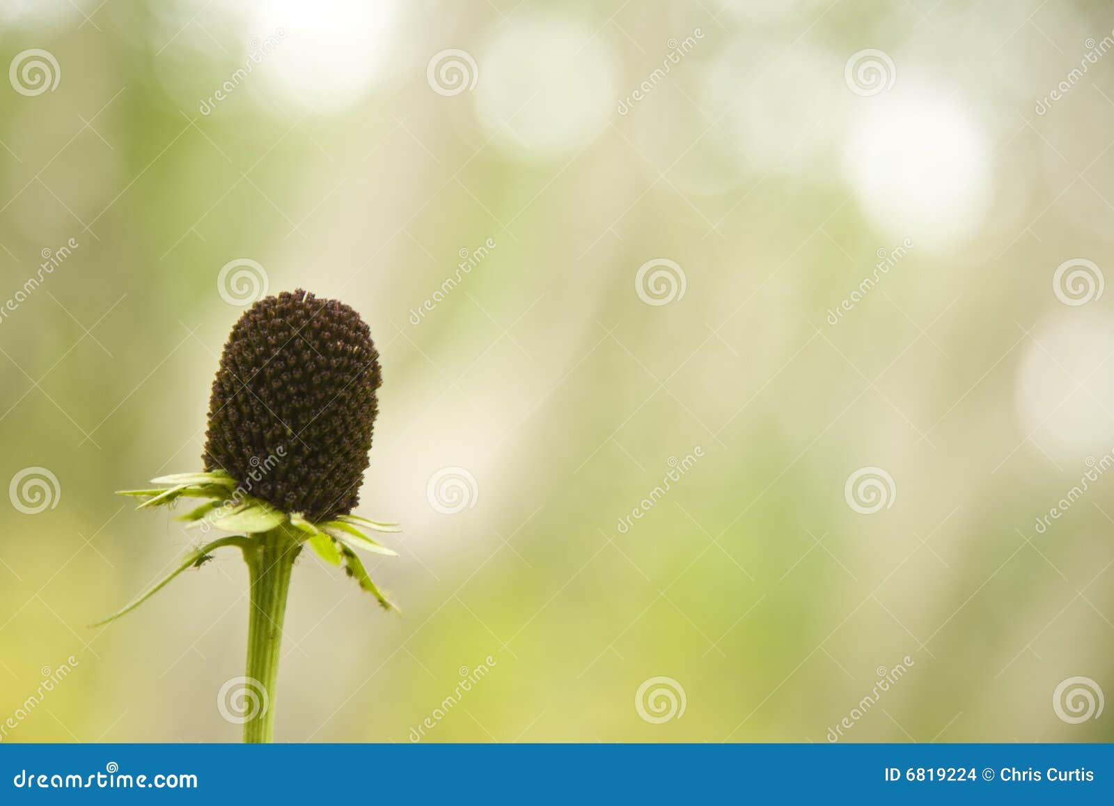 Rudbeckia (Western Coneflower) Stock Photo Image of copyspace, utah