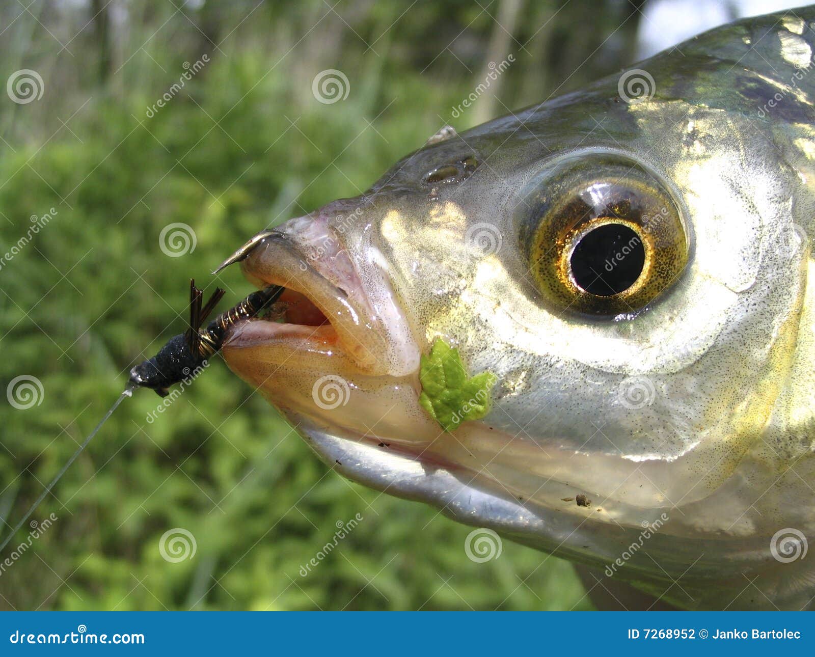 Rudd stock photo. Image of fishing, catch, rudd, release 7268952