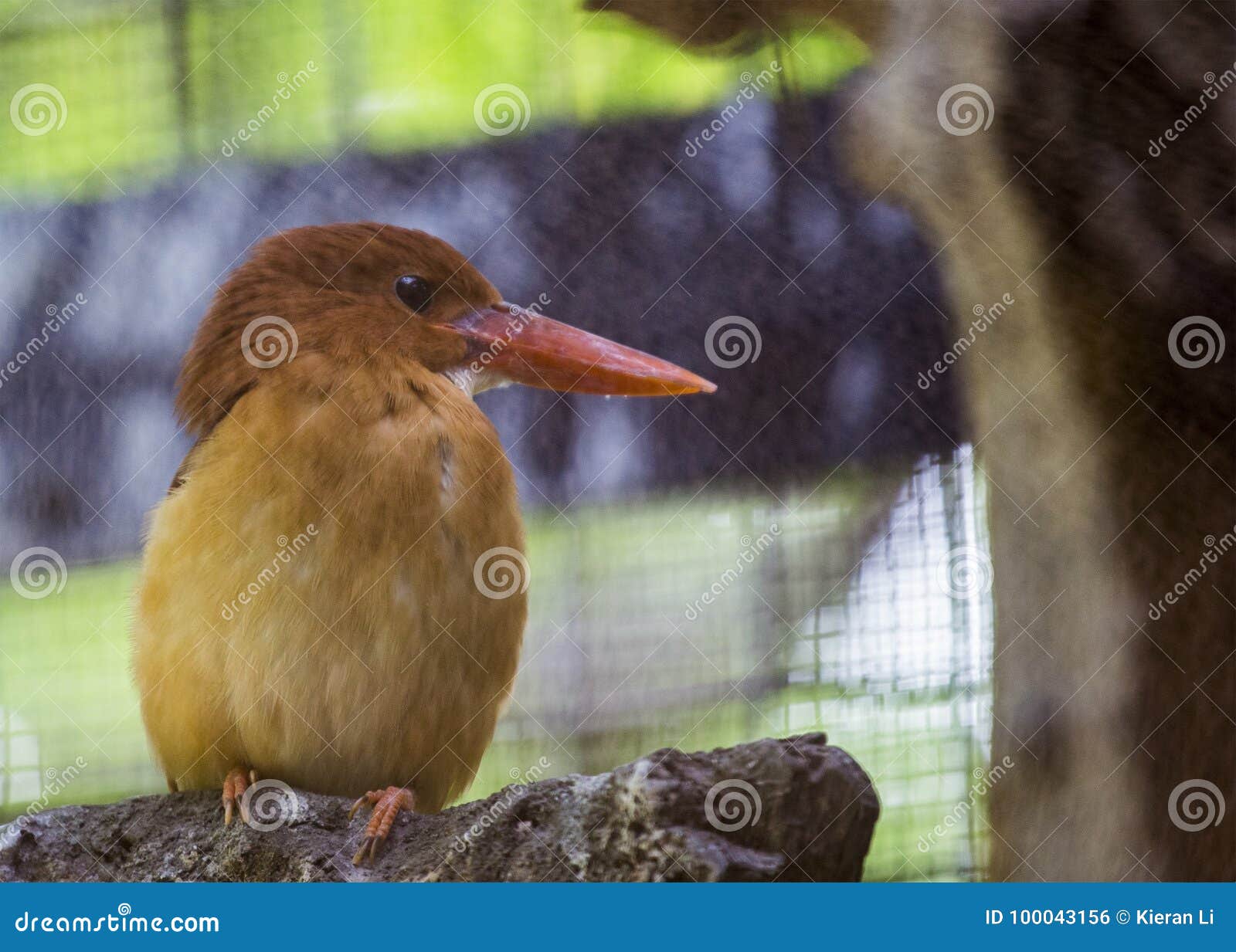 Ruddy Kingfisher Halcyon Coromanda Arkivfoto - Bild av angus, skog ...