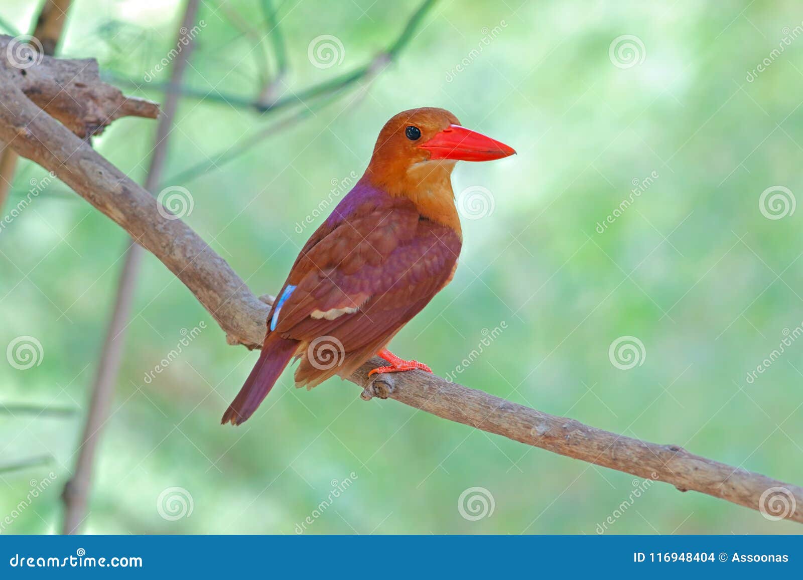 Ruddy Kingfisher Halcyon-coromanda Mooie Vogels Van Thailand Stock Foto ...