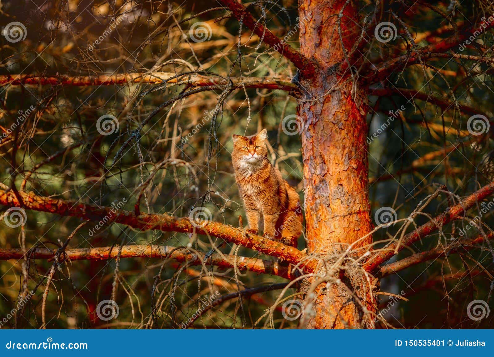 rudy somali cat sitting on a pine tree branch