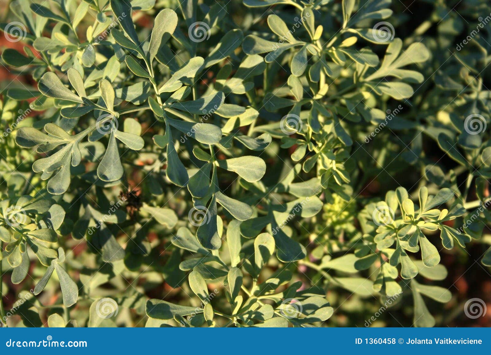 Rue stock photo. Image of plant, rues, symbolic, summer 1360458