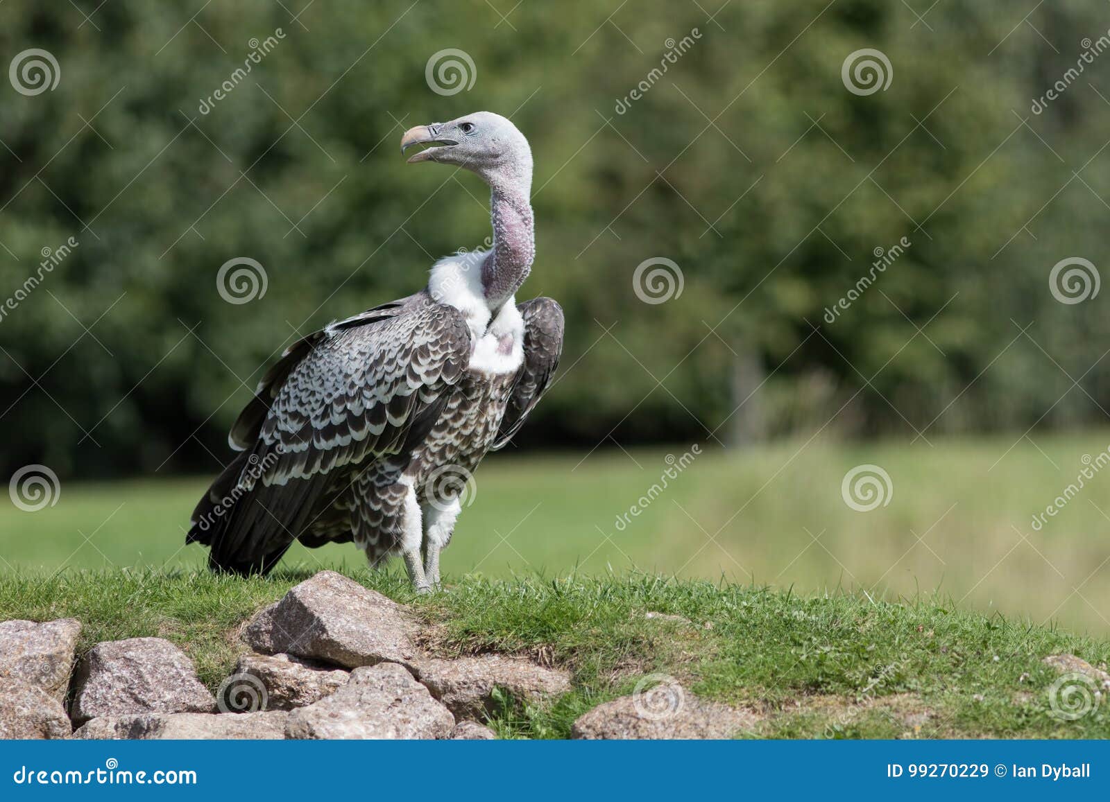 Rueppelli Ruppells Griffon Vulture Gyps, Das Auf Felsigem Moun Steht ...