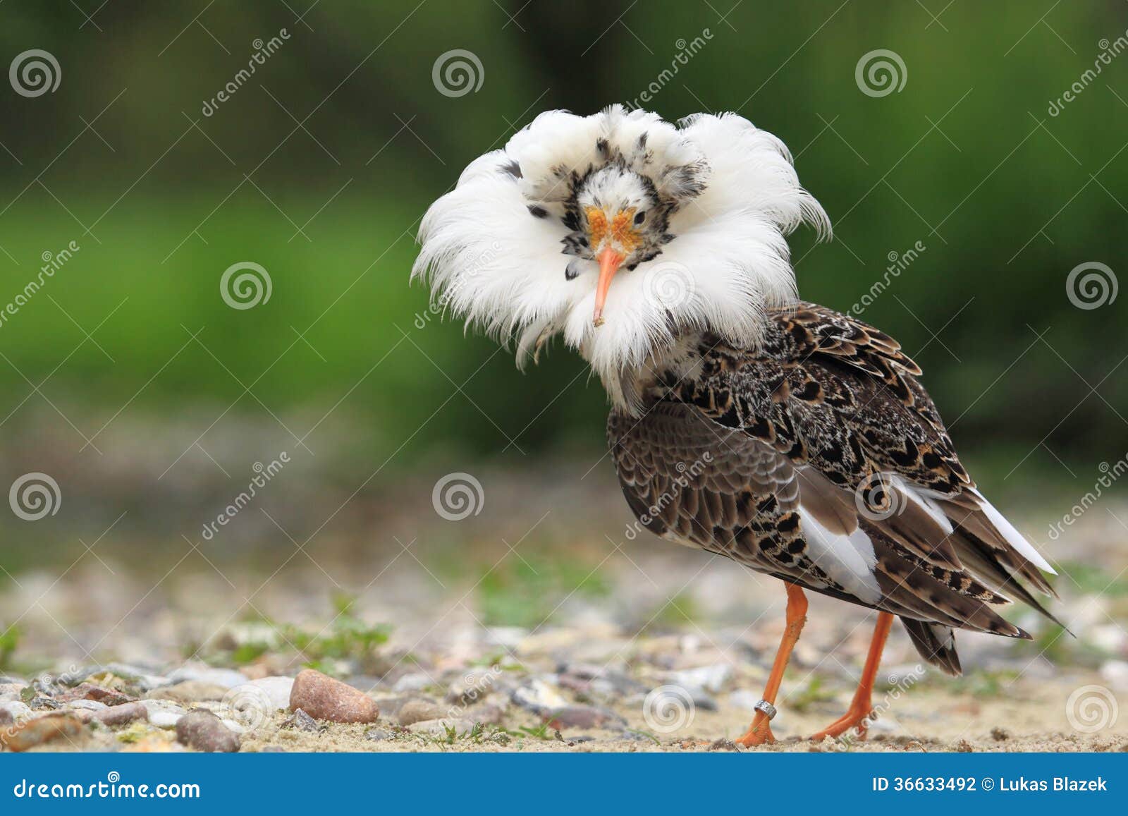ruff in breeding plumage