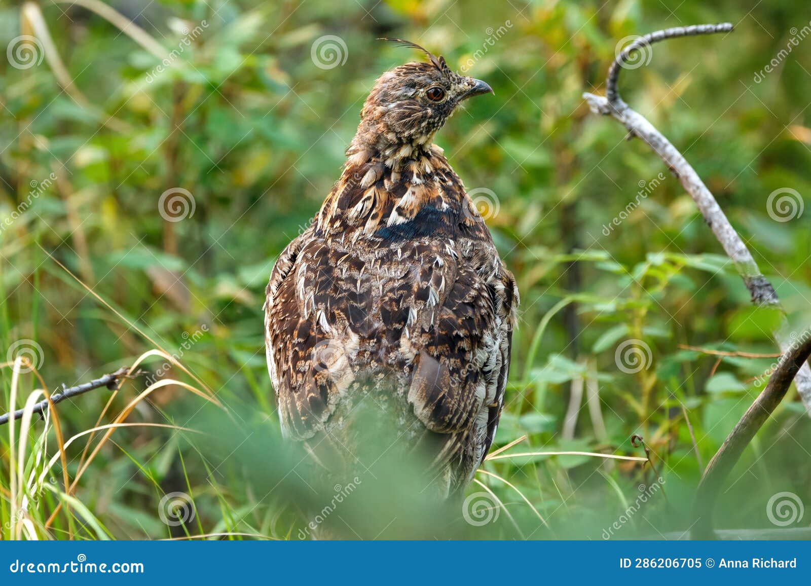 Ruffed Grouse Perched on the Tree Log in the Summer Forest Stock Image