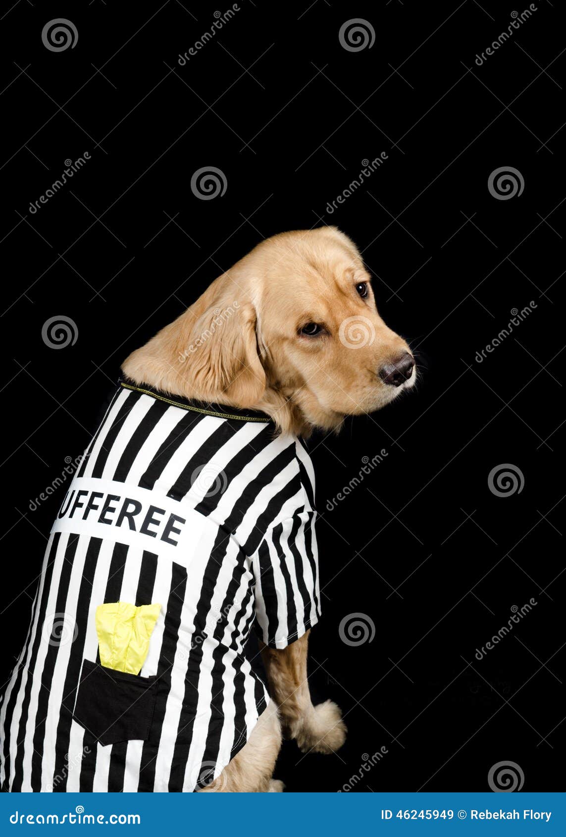 Rufferee - Dog Referree Costume Stock Image - Image of rufferee, dress:  46245949