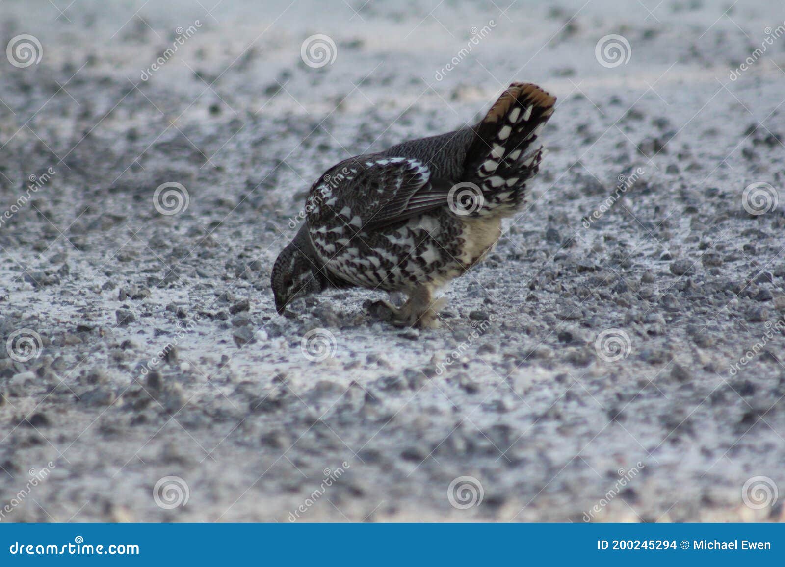 ruffled grouce eating gravel