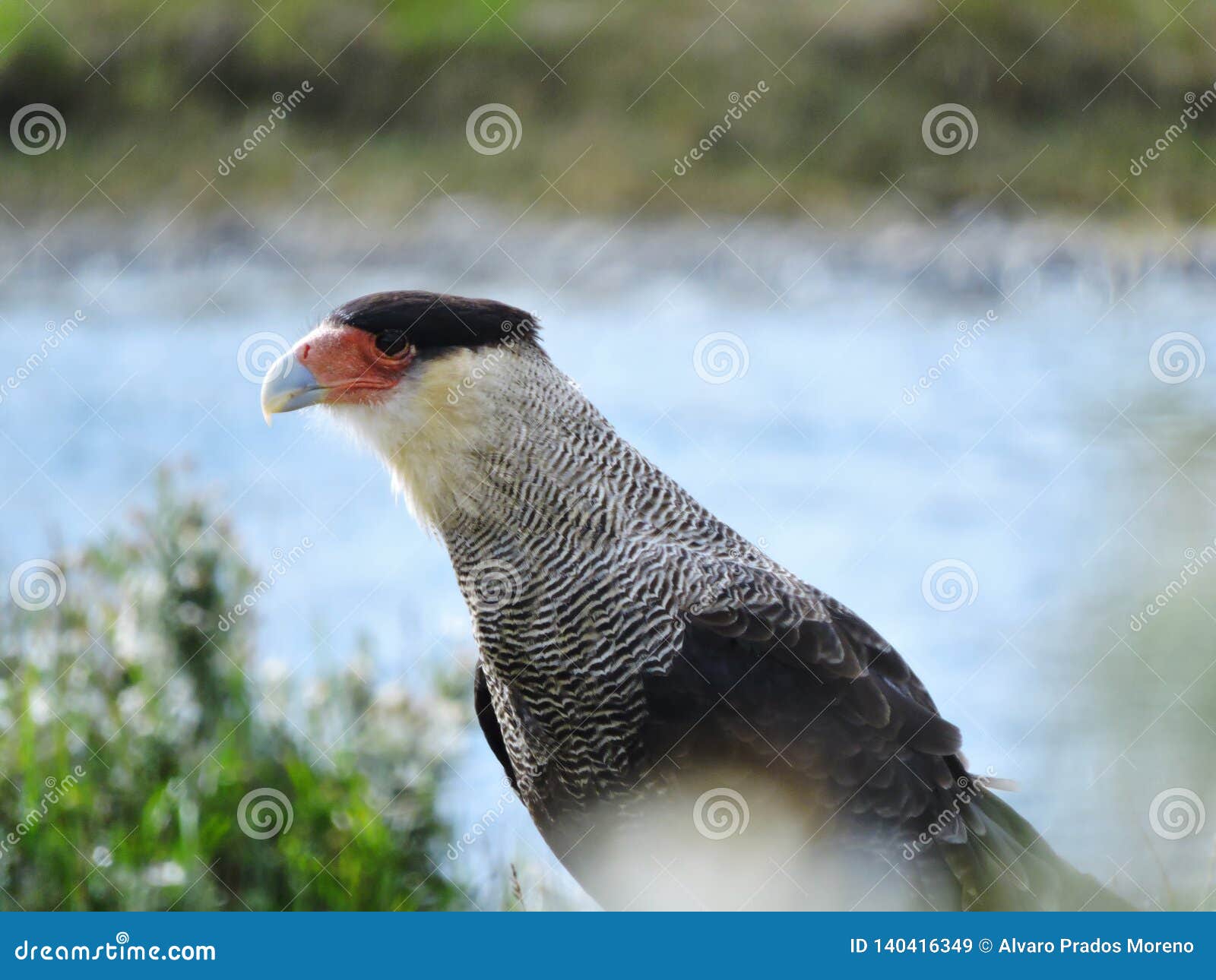 southern caracara