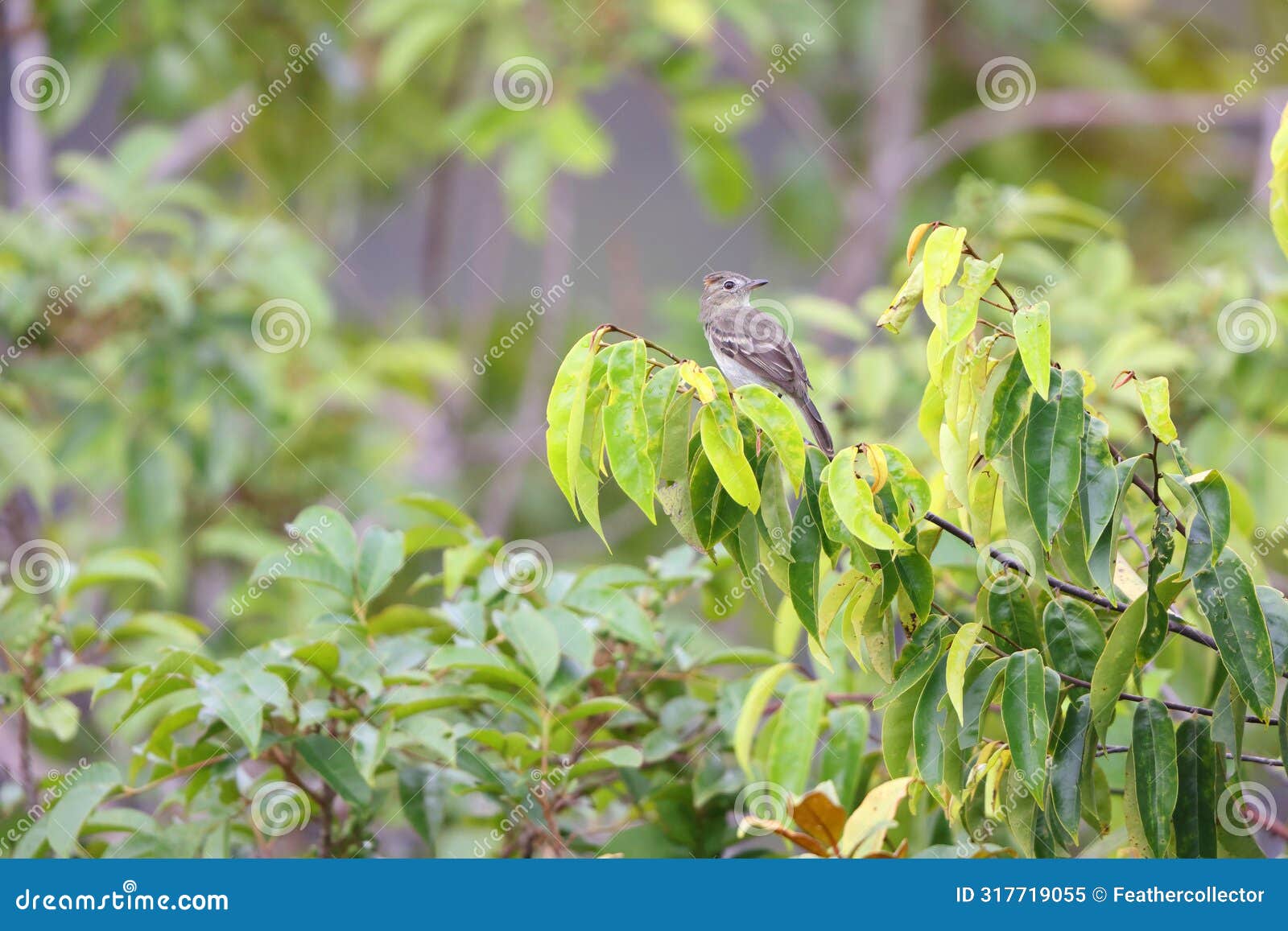 the rufous-crowned elaenia (elaenia ruficeps) in colombia