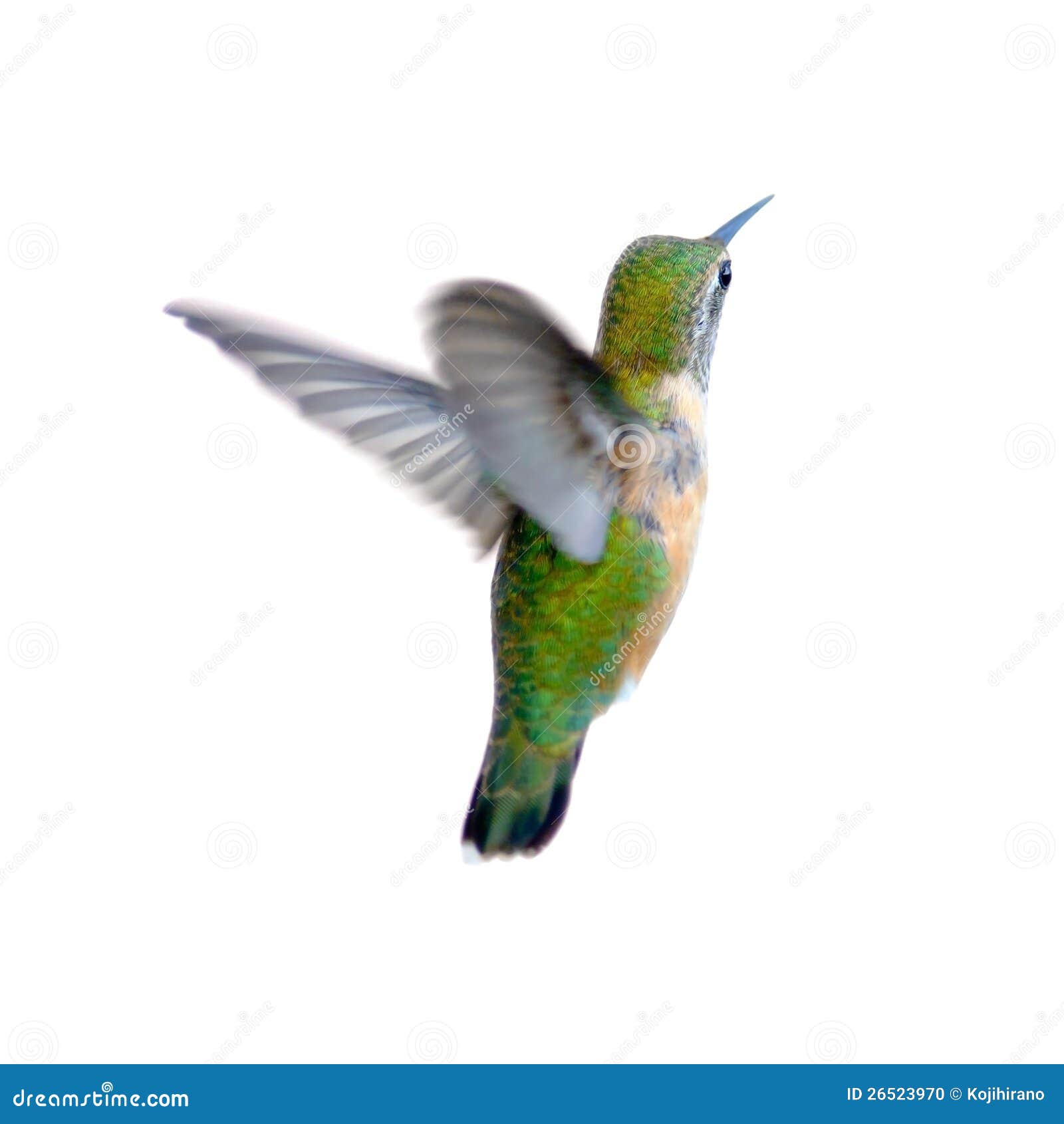 rufous hummingbird