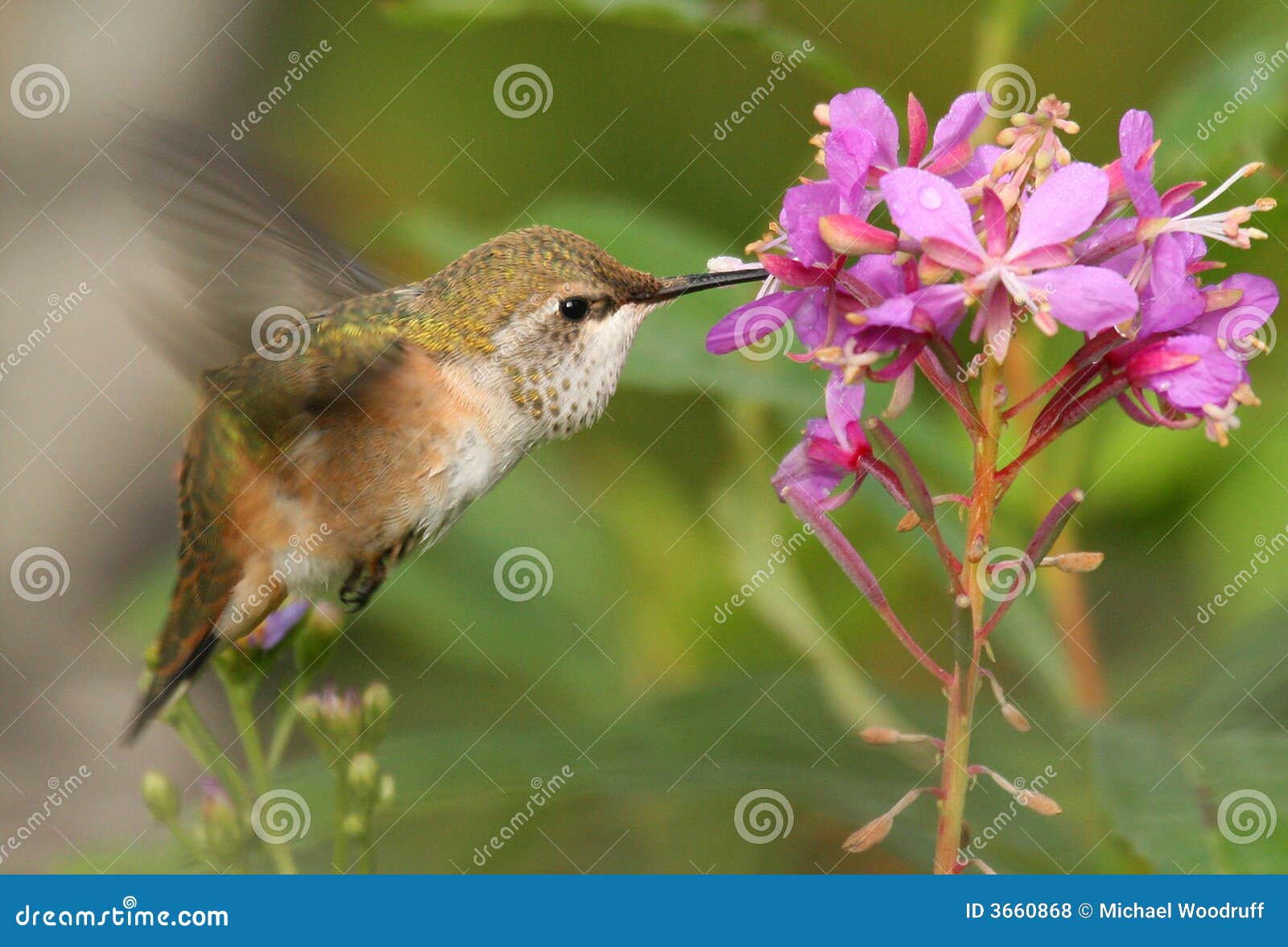 rufous hummingbird rufous hummingbird
