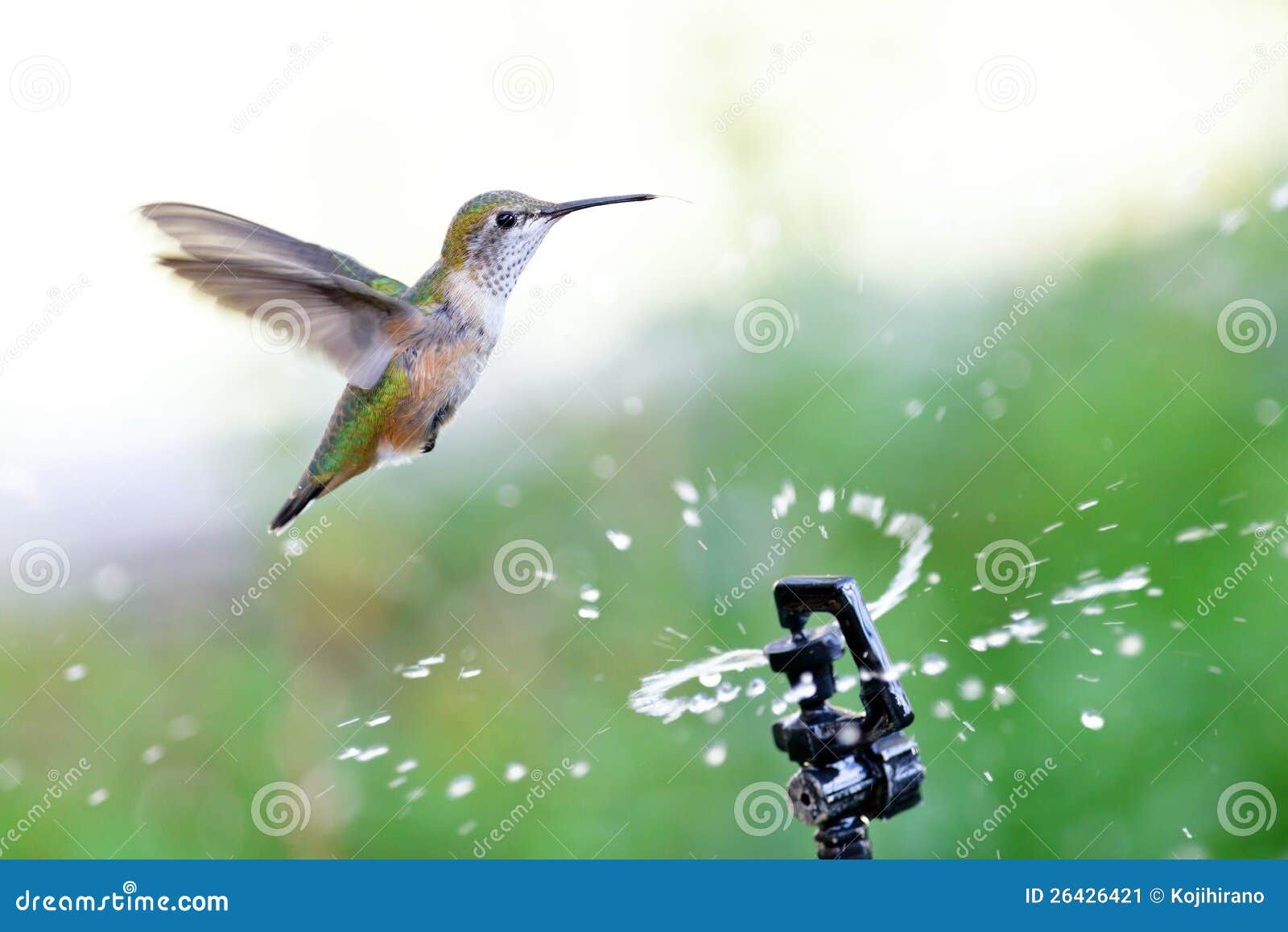 Rufous Hummingbird Drinks from Sprinkler Stock Image Image of