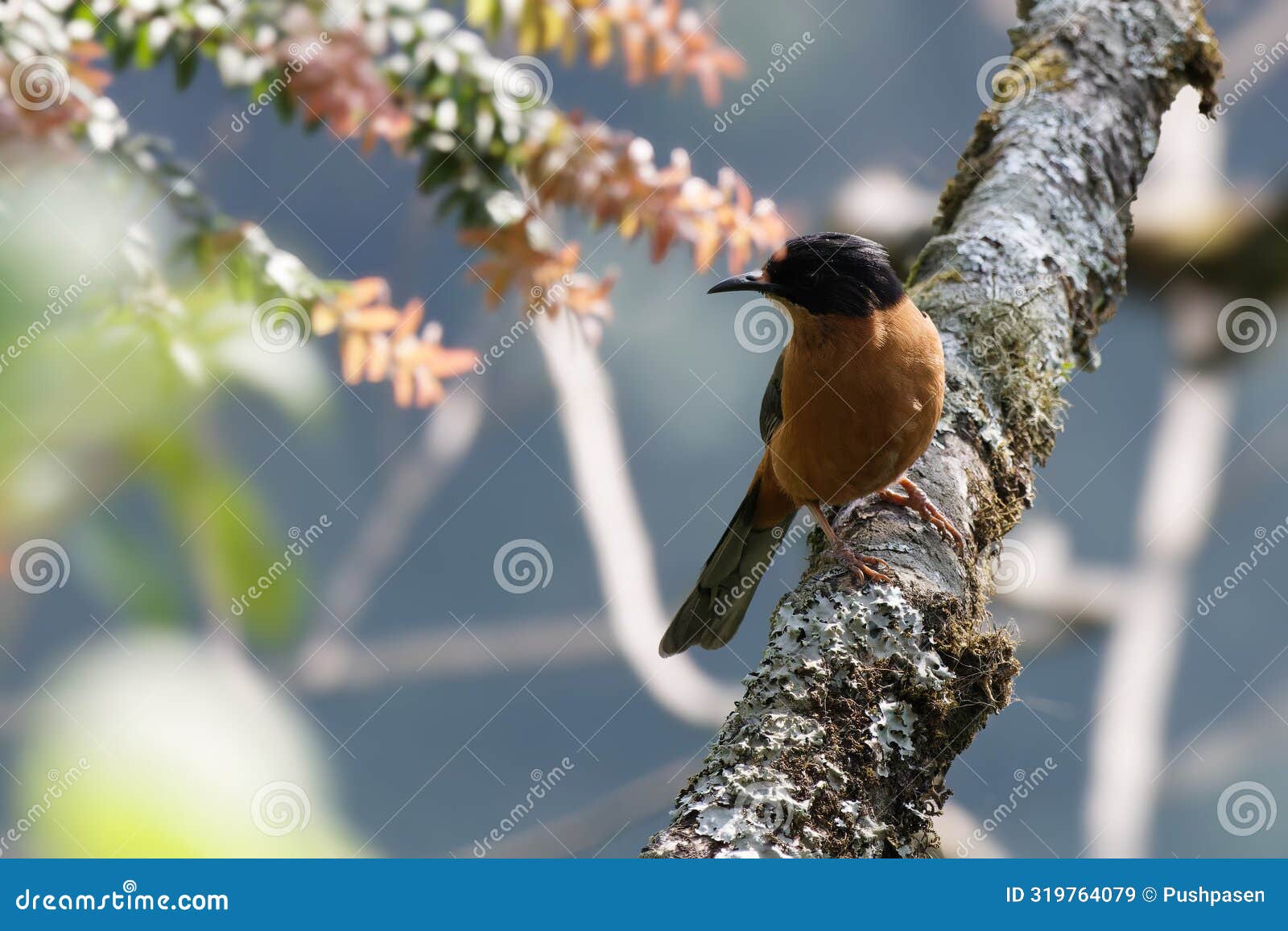 rufous sibia is a songbird from himalayan region of indian sub-continent. its a bird watchers delight
