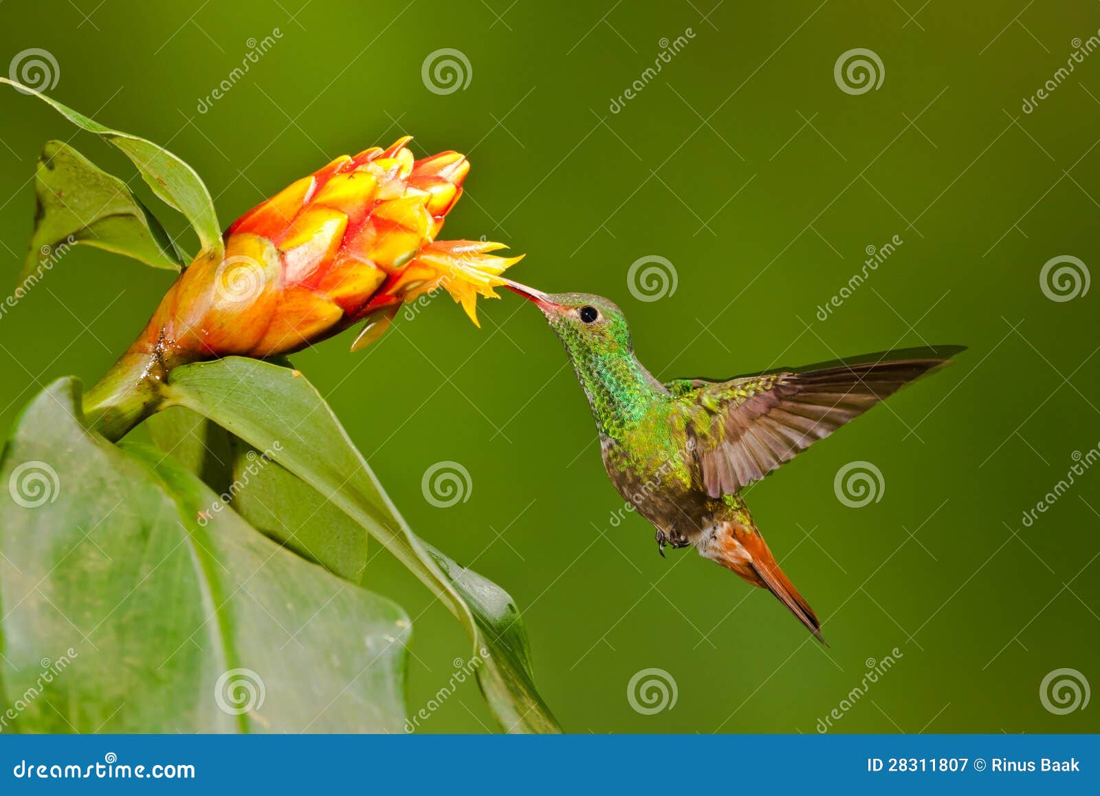 rufous tailed hummingbird