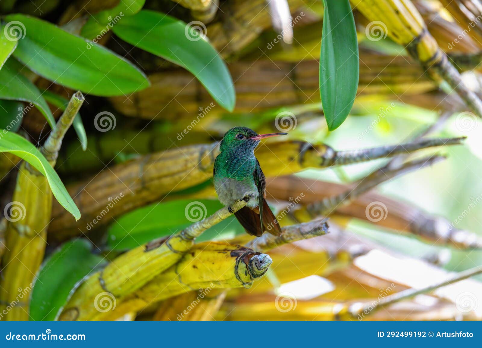 rufous-tailed hummingbird - amazilia tzacatl. refugio de vida silvestre cano negro, wildlife and bird watching in costa rica