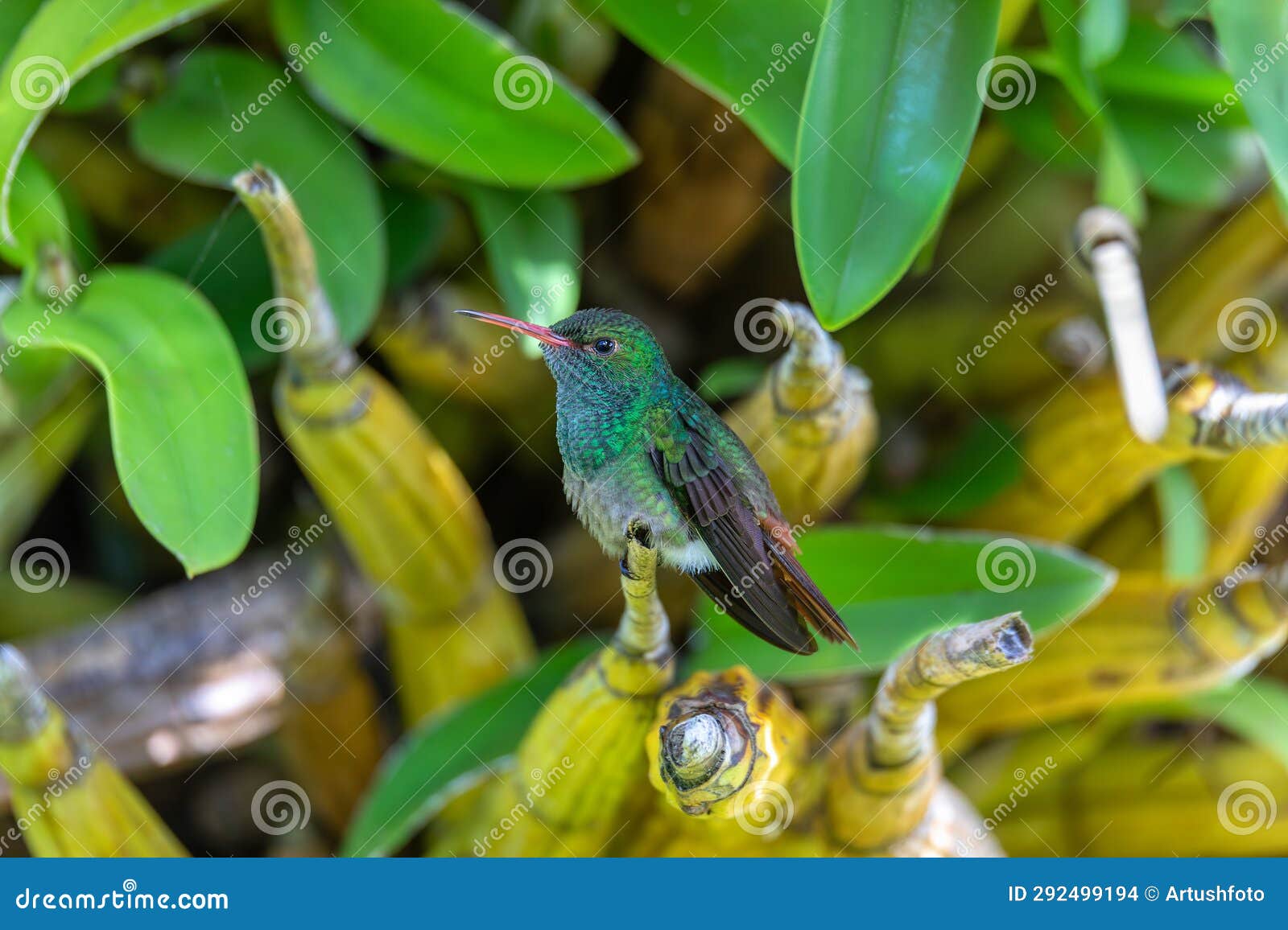 rufous-tailed hummingbird - amazilia tzacatl. refugio de vida silvestre cano negro, wildlife and bird watching in costa rica