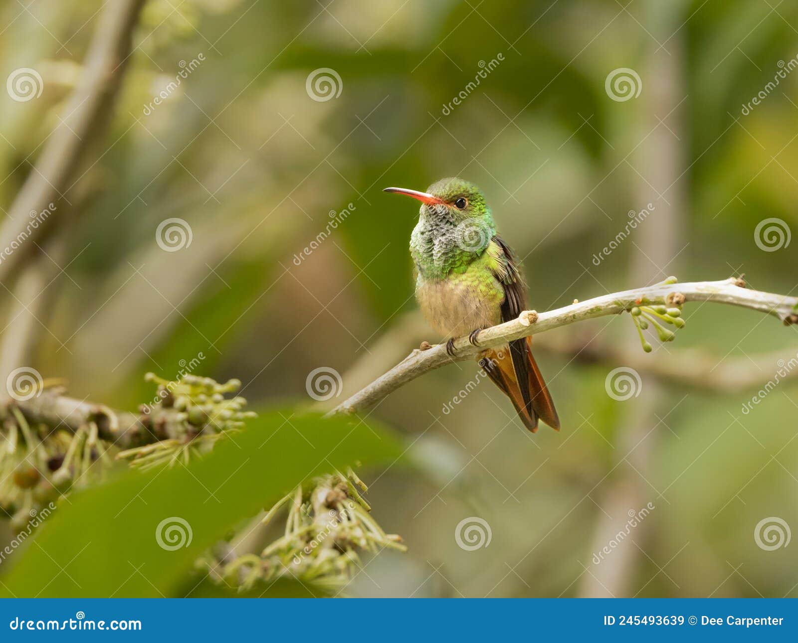 a rufous-tailed hummingbird in ecuador