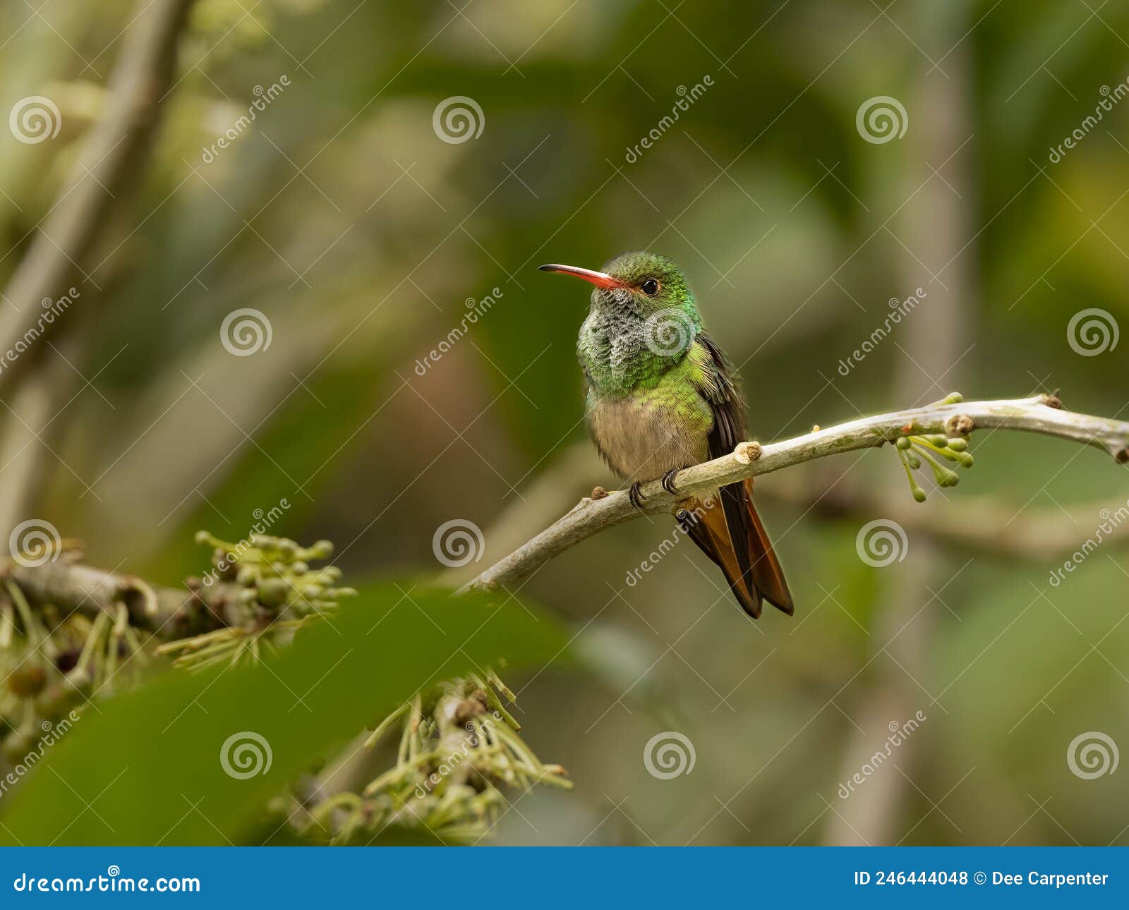 a rufous-tailed hummingbird in ecuador
